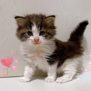 サイベリアン【東京都・男の子・2025年9月28日・ブラウンタビー&ホワイト】の写真「♡ サイベリアン　ブラウンタビーホワイトの男の子♡」