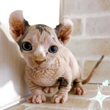 ドウェルフ【東京都・女の子・2025年3月5日・キャリコ】の写真「無毛短足耳カールドゥエルフ　ブルー＆ホワイト♀♡」