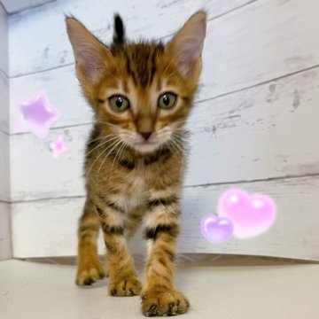 ベンガル【東京都・女の子・2025年8月30日・ブラウンスポテッドタビー】の写真「♡ベンガル　ブラウンスポテッドタビーの女の子♡」