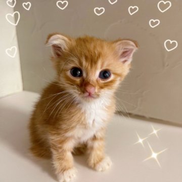 スコティッシュフォールド(立ち耳)【東京都・男の子・2025年8月10日・レッドタビー】の写真「♡立ち耳スコティッシュ レッドタビーの女の子♡」