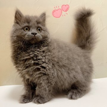 ブリティッシュロングヘア【東京都・女の子・2025年7月15日・ブルー】の写真「♡ブリティッシュ　ブルーの女の子♡」