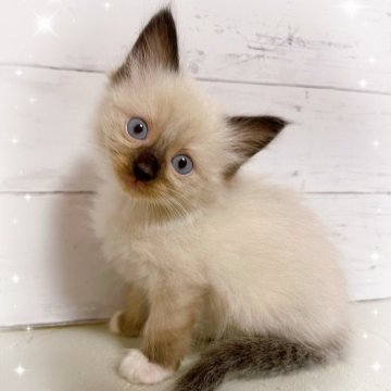 ラグドール【東京都・女の子・2025年10月17日・シールポイントミテッド】の写真「♡ラグドール　シールポイントミテッドの女の子♡」