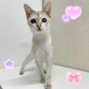 シンガプーラ【東京都・女の子・2025年4月18日・セピアアグーティ】の写真「♡ シンガプーラ　セピアアグーティの女の子♡」