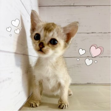 シンガプーラ【東京都・女の子・2025年8月26日・セピアアグーティ】の写真「♡ シンガプーラ　セピアアグーティの女の子♡」