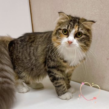スコティッシュフォールド(折れ耳)【東京都・女の子・2025年3月13日・ブラウンパッチドタビー】の写真「♡折れ耳スコ　ブラウンパッチドタビーの女の子♡」