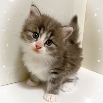 サイベリアン【東京都・男の子・2025年9月28日・ブルータビー&ホワイト】の写真「♡ サイベリアン　ブルータビーホワイトの男の子♡」