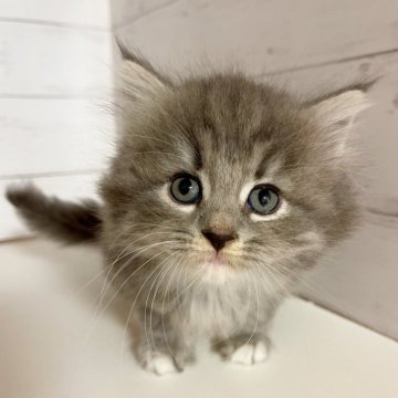 マンチカン(長足)【東京都・男の子・2025年9月10日・ブルー&ホワイト（長毛）】の写真「♡足長長毛マンチカン　ブルー＆ホワイトの男の子♡」