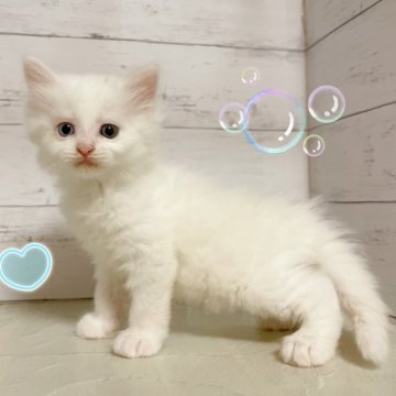 ミヌエット(長足)【東京都・男の子・2025年8月9日・ホワイト（長毛）】の写真「♡足長ミヌエット　ホワイトの男の子♡」