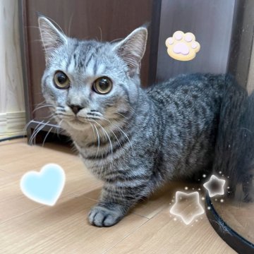 ジェネッタ【東京都・男の子・2025年4月8日・シルバースポテッドタビー】の写真「♡短足ジェネッタ　シルバースポテッドタビー♡」