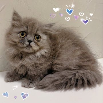 ミヌエット(短足)【東京都・女の子・2025年8月21日・ブルー&クリーム】の写真「♡短足ミヌエット　ブルー＆クリームの女の子♡」