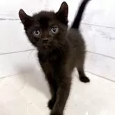 アメリカンカール