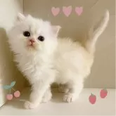 ペルシャ