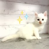 マンチカン(長足)