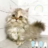 ミヌエット(短足)