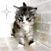 マンチカン(長足)