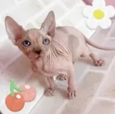 スフィンクス【東京都・女の子・2025年1月1日・ブルー&ホワイト】の写真1