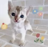 シンガプーラ