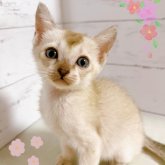 シンガプーラ