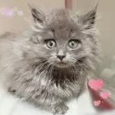 ミヌエット(短足)