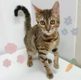 トイガー