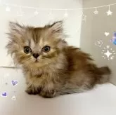 ミヌエット(短足)