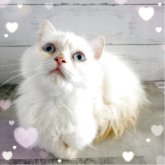 ミヌエット(短足)
