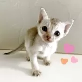 シンガプーラ