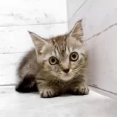 ジェネッタ