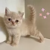 エキゾチックショートヘア