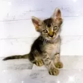ラパーマ