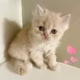 エキゾチックショートヘア