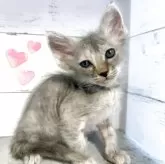 ラパーマ
