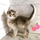 ソマリ