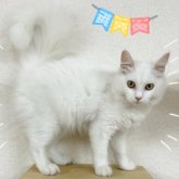 サイベリアン