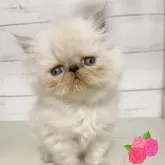 ヒマラヤン