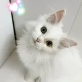 サイベリアン