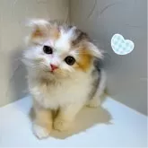 スコティッシュフォールド(折れ耳)