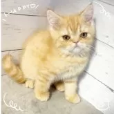エキゾチックショートヘア