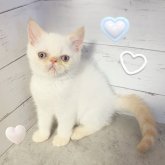 エキゾチックショートヘア