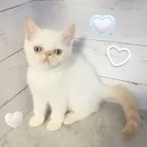 エキゾチックショートヘア