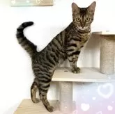 トイガー【東京都・女の子・2024年9月15日・ブラウンマッカレルタビー】の写真1