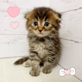 スコティッシュフォールド(折れ耳)