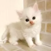 サイベリアン