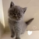 エキゾチックショートヘア