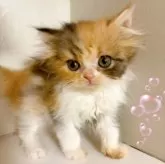 ミヌエット(長足)