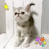 エキゾチックショートヘア