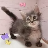 スクーカム