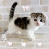 スコティッシュフォールド(折れ耳)