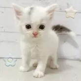 サイベリアン