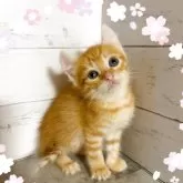 アメリカンカール